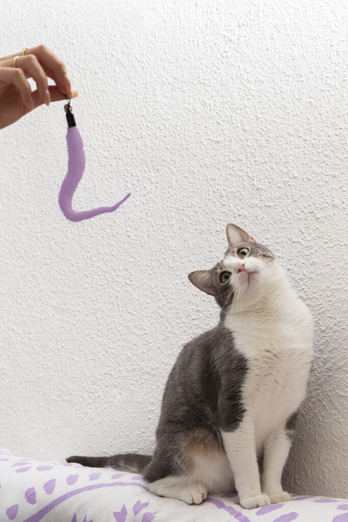 cat grooming